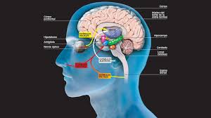 anxiety in ayurveda